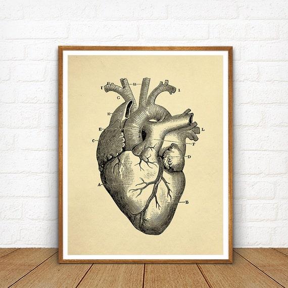 Human Heart Printable Educational Heart Diagram Vintage