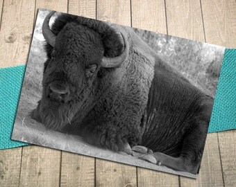 Majestic Repose Fine Art Postcard, Bison, Buffalo, Wildlife, Alone, Relaxation, Nature, Outdoors, Prairie, Postcrossing- 5.75" x 4.125"