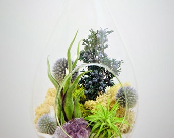 Teardrop Air Plant Terrarium Kit Extra Large 13" with Amethyst Crystal / 2 Tillandsia Airplants / Shabby Chic