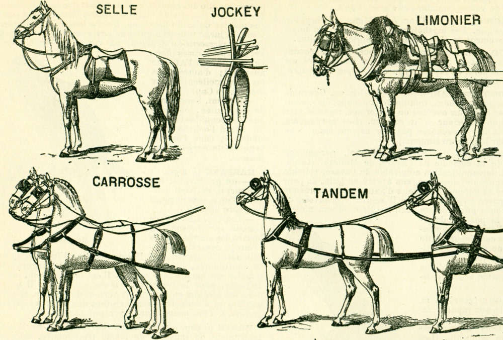 1897 Horse Harness Plow Horses Large Size by sofrenchvintage