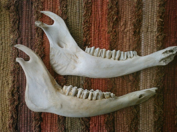 All-Natural Weathered Bison Jaw Bones by ElkCountryLDhaseleer