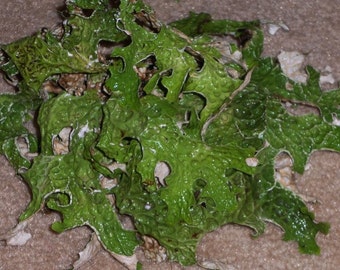 LIVE LUNGWORT LICHEN Moss for display in terrariums - 4 oz. *No to Ca.