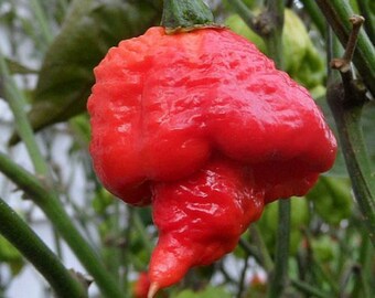 Donne Sali Guam Boonie Pepper live plants for sale 6