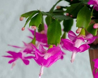 Clearance live plant, Houseplant christmas cactus pink