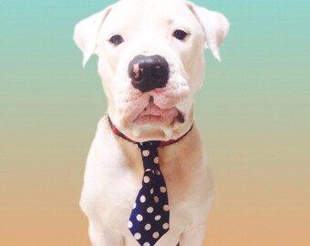 Dog Tie blue polka dots /dog tie red dog polka dots / dog tie turquoise polka dots /pet supply/ accessories for dogs/ tie for dogs/ neckwear