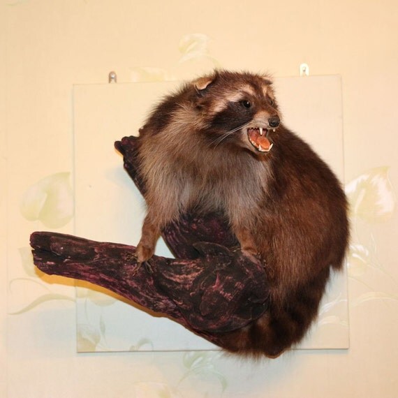 stuffed raccoon taxidermy