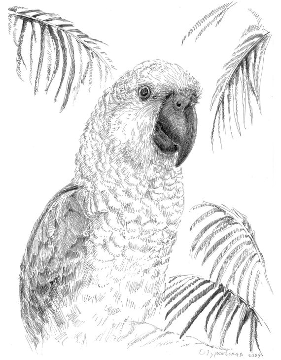 Sketch of a parrot macaw in pen and ink. Wall by KrazyKatLady2015