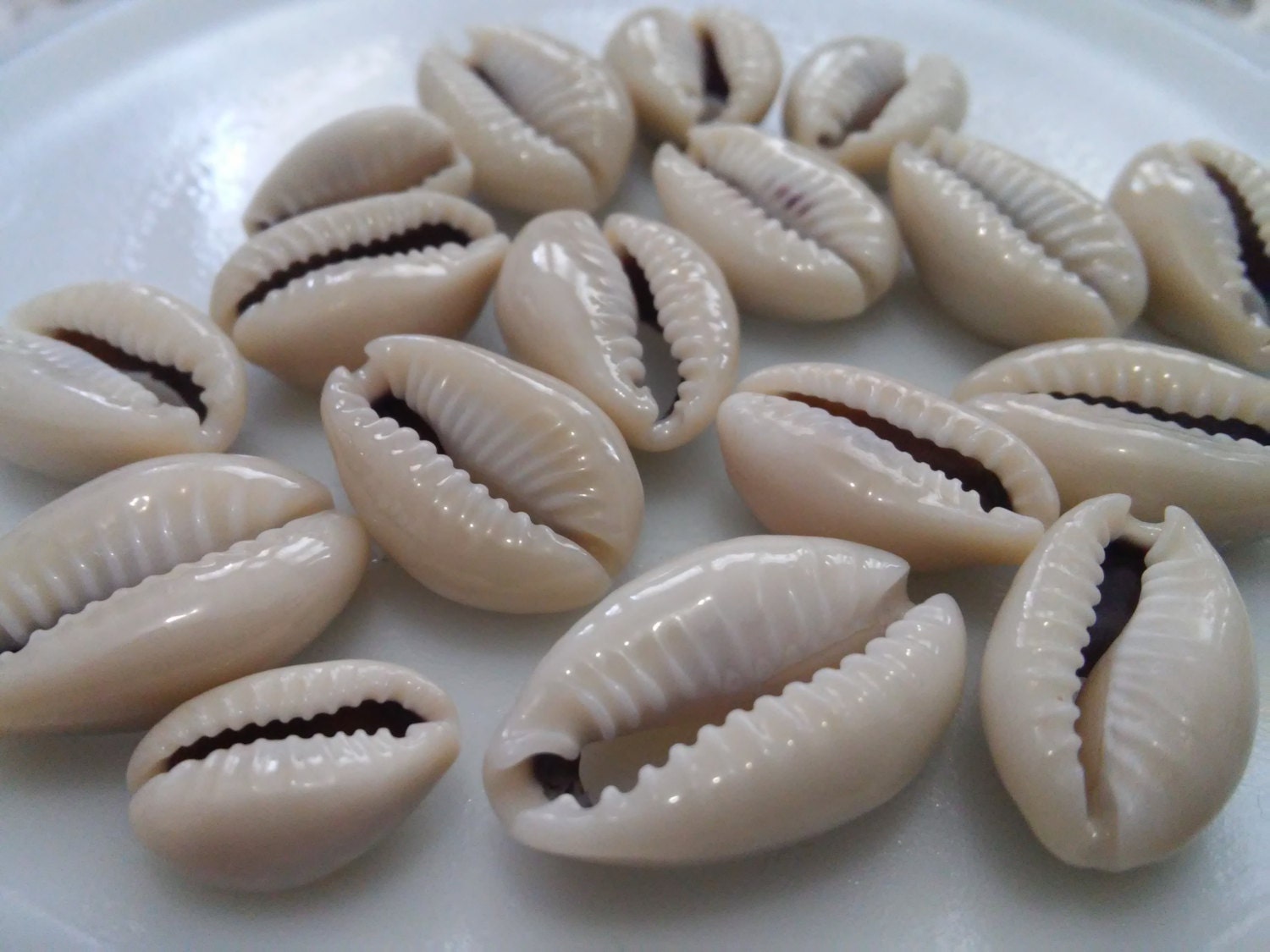 Cowrie Sea Shell beads Medium 20 pcs Cauri Cowry shell cowriy