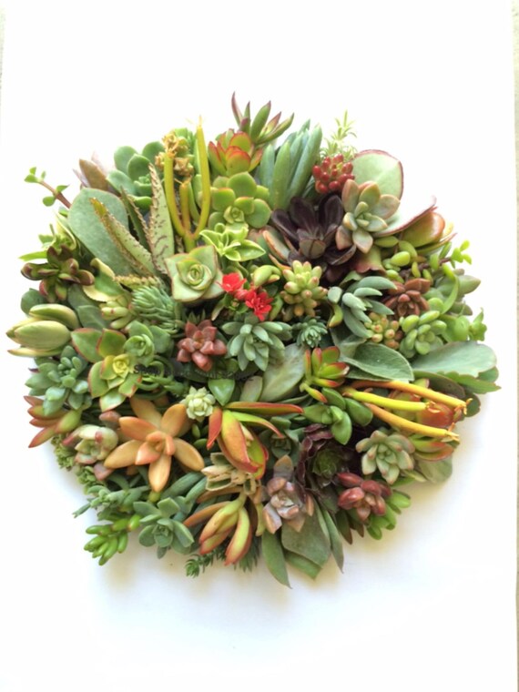 150 succulent cuttings succulents clippings succulent 150 succulent cuttings succulents clippings succulent