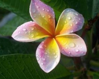 Plumeria Frangipani 'Imperial Crown' 4 Fresh Seeds