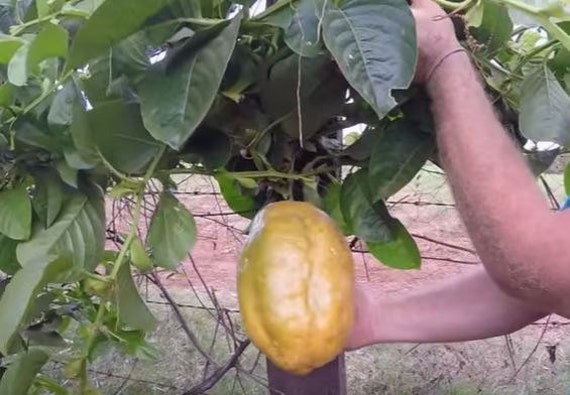 giant-passion-fruit-plant-seedling-from-puerto-rico