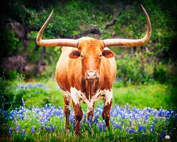 Texas Longhorn Photography Bluebonnets Photo Longhorns