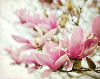 Botanical photography print pink magnolia spring flowers pink green wall art - Magnolias