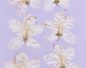 ITEM #WAZ - Real pressed flowers - White Azaleas - 6 per order, DIY wedding, greeting cards, invitations, scrap booking, stained glass