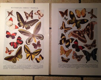 1947 Butterflies, Chiefly Tropical Vintage Illustrations