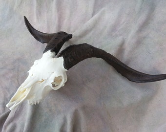 Goat Skull | Etsy