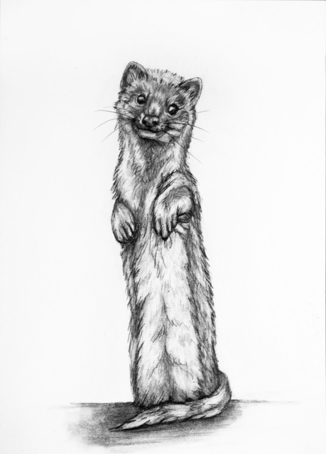 Original pencil Drawing Weasel 2