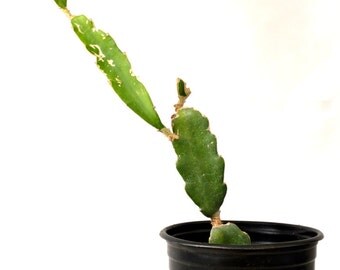 Dragon Fruit - 1 Gallon