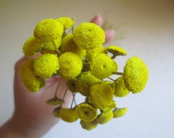 Yellow Floral Buttons for DIY crafts, Wedding Decor, 30 dried flowers