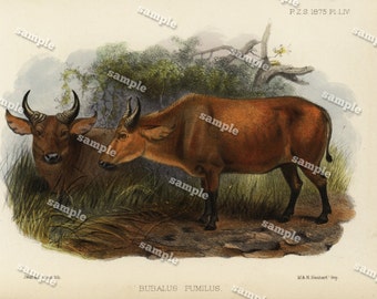 1800 Antique Natural History Hand Colored Engraving of Animal of Bulls