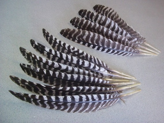 10 Wild Turkey Feathers Rio Grande Turkeys Texas Wildlife