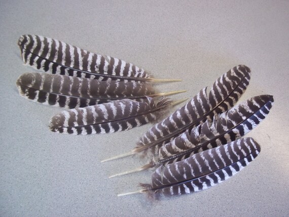 Wild Turkey Feathers Rio Grande Turkeys 2 Sets Of Fans