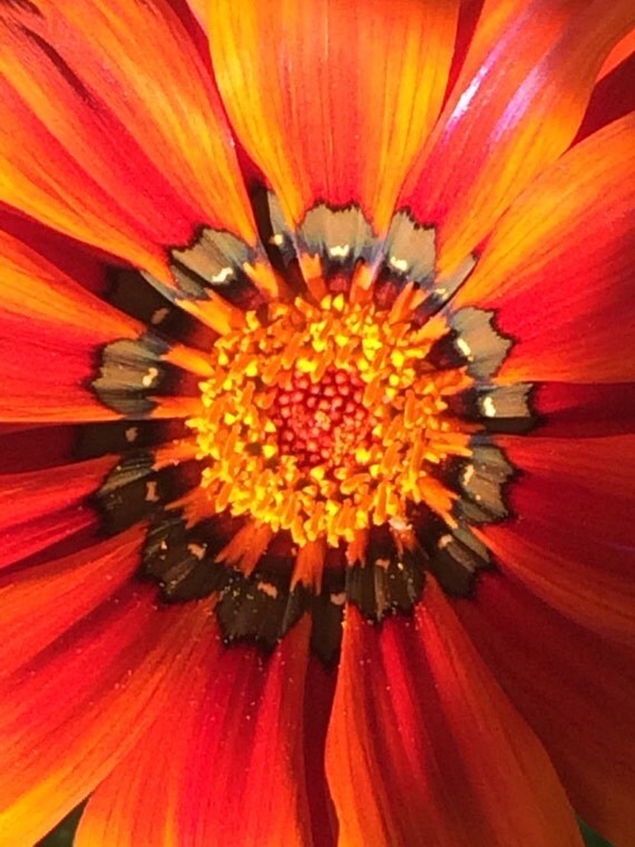 Daisy on Fire by AJMW on Etsy