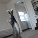 Flying Aby Tabby