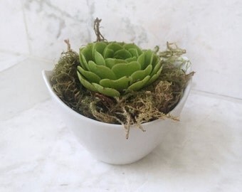 White Boat Shaped Succulent Planter - Live Succulent Included