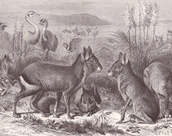Mara original 1880 zoology print - Cavy, wall decor, art print - 136 years old German antique engraving illustration (C105)