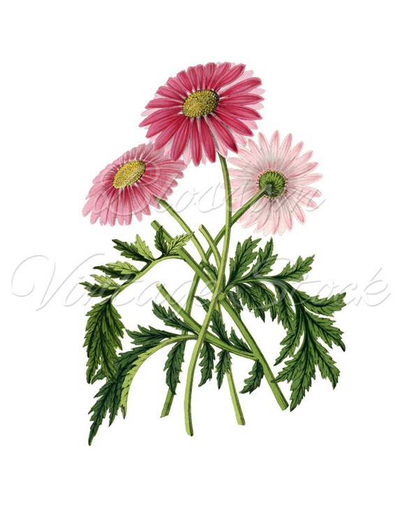 Daisy Clipart Pink Flowers Botanical Illustration Vintage