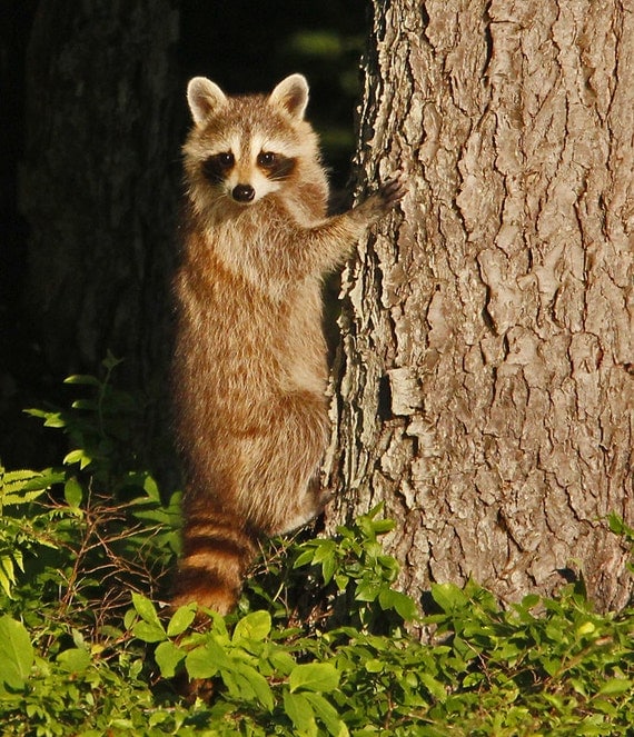 Raccoon preparing to climb a tree 8x10 Photograph