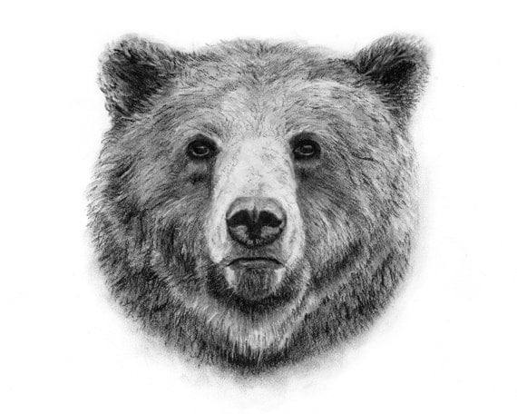 Grizzly Bear Charcoal Drawing GICLEE PRINT Animal Portrait