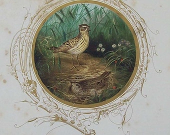 Antique Skylark illustration