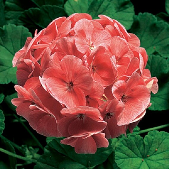 15 Seeds Geranium Zonal Ringo 2000 Salmon Geranium Seeds