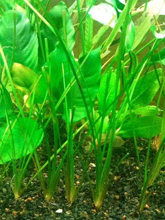 Live Aquarium Plants Val Vallisneria Nana by LiveAquariumPlantsCo
