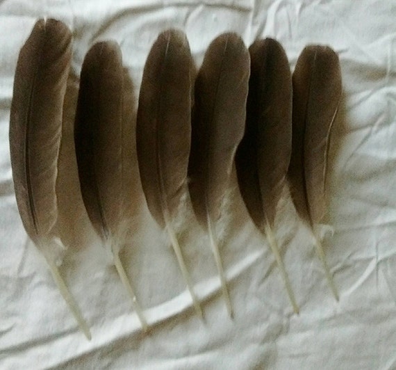 Six Canadian Goose Wing Feathers Excellent Condition
