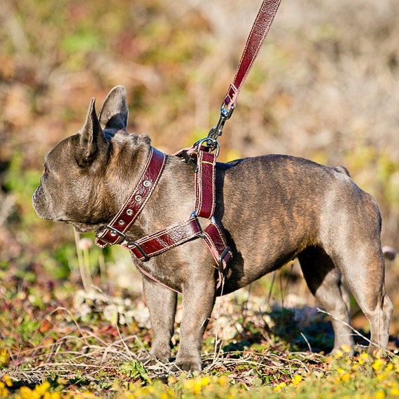 Stylish Leather Dog Harness by TheLeatherDogCo on Etsy