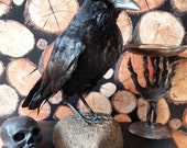 Unique taxidermy crow related items | Etsy