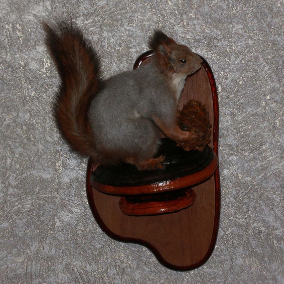 stuffed squirrel taxidermy for sale