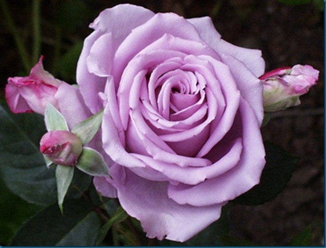 30 Purple Rose Hybrid Rare Rose Seeds Fresh Exotic Lavender