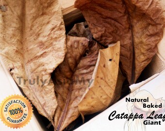 500 grams Grade A Plus Giant Indian Almond Catappa Ketapang Leaves aquarium