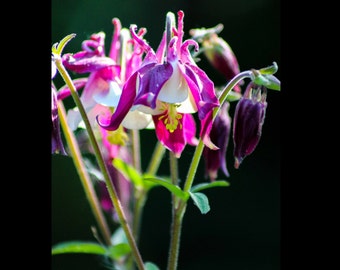 Harlequin Colombine,pink,purple and white,beautiful spring flower photo or canvas print,dramatic lighting, color photograph 8x10 SALE