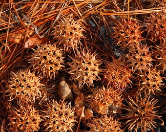Sweet Gum Balls vase filler Banishing Cleansing Protection Wiccan Pagan Altar WITCHES BURRS Wild harvested Liquidambar styraciflua 6 pack