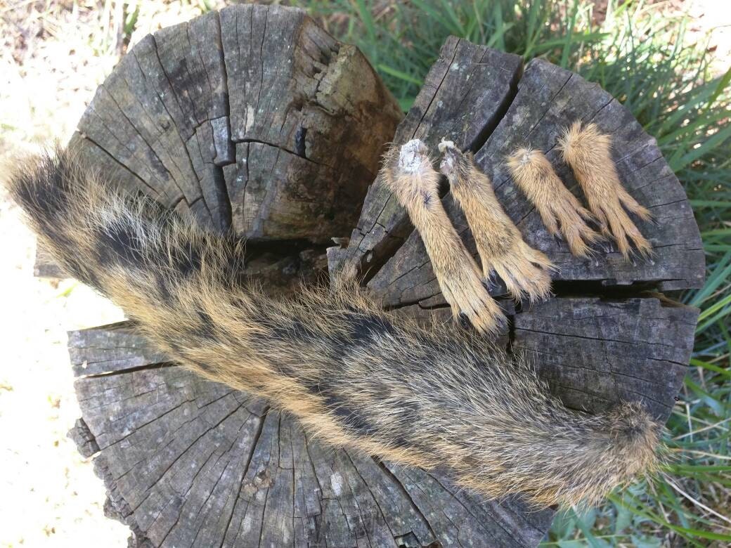 squirrel paws and tail taxidermy