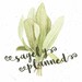 Sage
