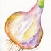 Purple Garlic watercolor painting original, Big Purple Bulb, vegetable series, 5 x 7, garlic art
