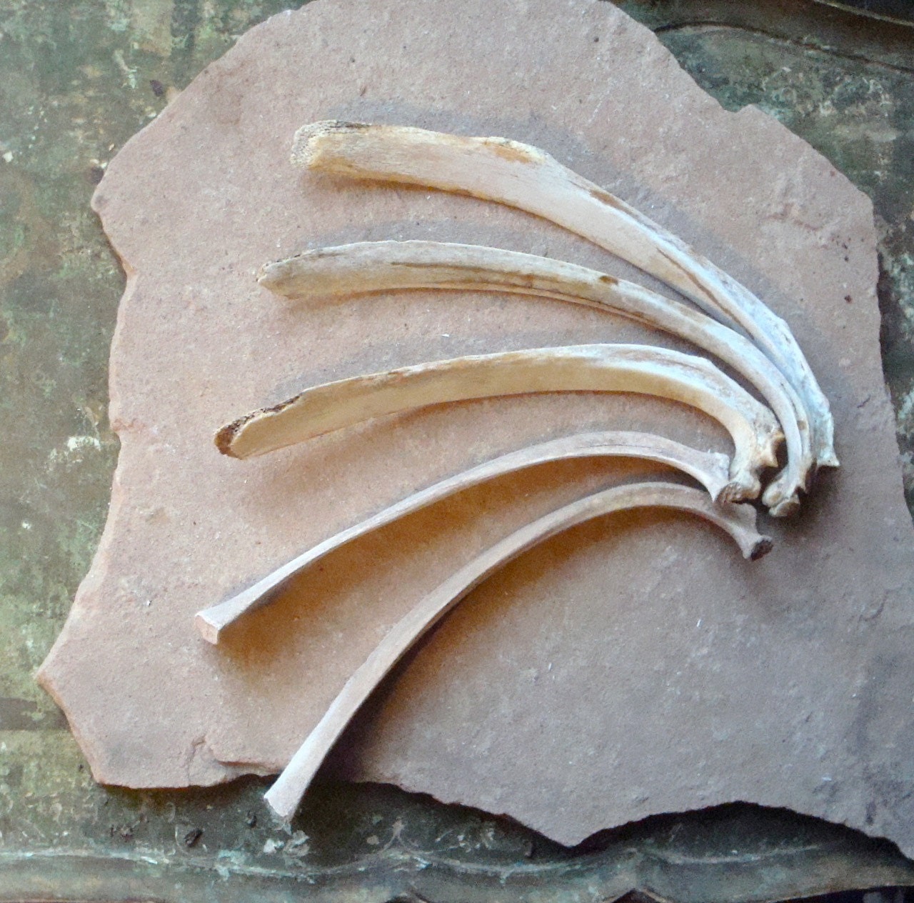 5 Real Deer or Goat Rib Bones for Altered Art Assemblage
