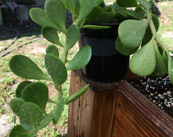 Trailing Jade - Senecio jacobsenii Live Plant, Succulent, Great for Baskets