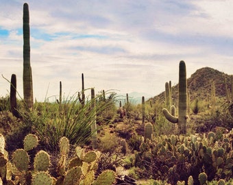 southwest art southwestern decor arizona photography desert photograph landscape desert awakening - Southwestern Decor southwest art southwestern decor arizona photography desert photograph landscape desert awakening - Southwestern Decor